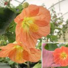 15 Seeds AbutilonVictor Reiter house Flowers Garden