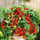 50 Seeds Bajaja Tomato Heirloom Tomatoes Juicy Vegetable Flowers Garden