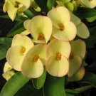 15 Seeds Crown of ThornsCentury house Flowers Garden