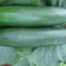 25 Seeds Daytona Cucumbers Flowers Garden