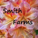 25 Seeds Azalea Rhododendron spp. Flowers Garden
