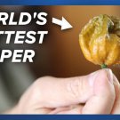 25 Seeds Pepper X Worlds Hottest Pepper HOT HOT Vegetable Flowers Garden