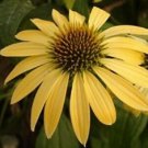 50 Seeds Yellow Cone Echinacea Perennial 90 Flowers Garden