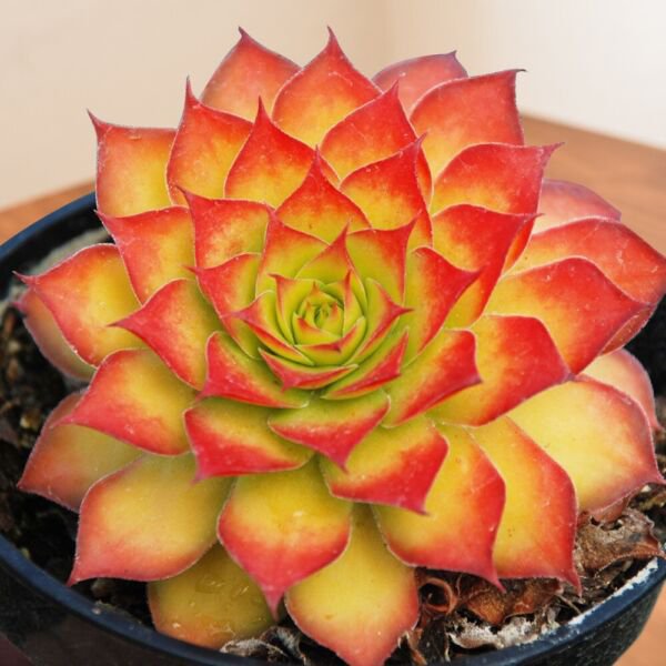15 Seeds Hens & Chicks Chick Charms house Flowers Garden