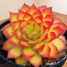 15 Seeds Hens & Chicks Chick Charms house Flowers Garden