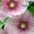 25 Seeds Blush Hollyhock Perennial 8Pink White Flowers Garden