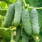 25 Seeds Lider Cucumbers Flowers Garden