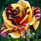 10 Seeds Yellow Red Rose Bush Perennial Bloom Shrub ing Flowers Garden