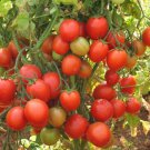 50 Seeds Early Choice Tomato Juicy Tomatoe Vegetable Flowers Garden