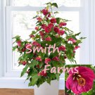 15 Seeds AbutilonRuby Razzmatazzhouse Flowers Garden