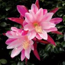 15 Seeds Orchid CactusPinkhouse Flowers Garden