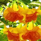 10 Seeds DBL Bright Yellow Orange Angel Trumpet Flowers Garden