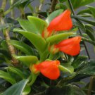 15 Seeds Goldfish Flowers Garden