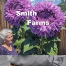 50 Seeds Fluffy Purple Teddy Bear Sun Flowers Garden