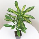 15 Seeds DracaenaIndonesian house Flowers Garden
