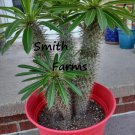 3 MSeeds Madagascar Palm Tree Pachypodium Lamerei Flowers Garden