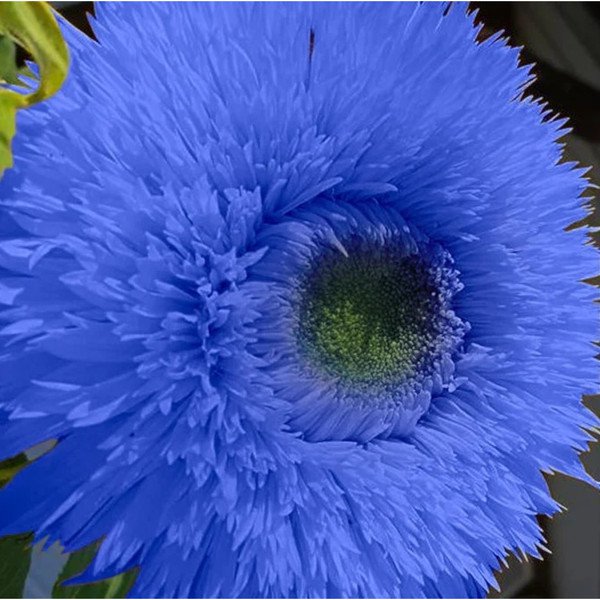 50 Seeds Blue Teddy Bear Sun Heirloom Flowers Garden