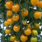 50 Seeds Sunlemon Tomato Tomatoe Vegetable Edible Canning Flowers Garden
