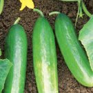 25 Seeds Florida Cucumbers Fresh Crop Vegetable Flowers Garden