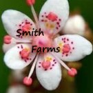 25 Seeds Saxifrage AKA Londons Pride White Pink Beautiful Blooms Flowers Garden