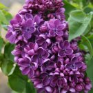 25 Seeds Purple Lilac Tree Fragrant Hardy Perennial 366 Flowers Garden