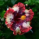 20 Seeds Cream Pink HibiscusPerennial Bloom 46 Flowers Garden