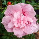 20 Seeds Double Light Pink HibiscusPerennial Bloom 4 Flowers Garden