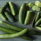 25 Seeds Chelsea Slice Cucumber Flowers Garden