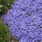 50 Seeds Violet Pinwheel Phlox Perennial Butterfly 306 Flowers Garden