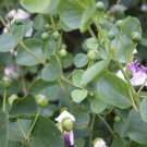 15 Seeds Spineless Caper Bush house Flowers Garden