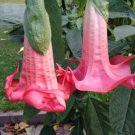 10 Seeds Red Prince Angel TrumpetBrugmansia Datura Flowers Garden