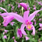 15 Seeds Terrestrial OrchidYokohama house Flowers Garden