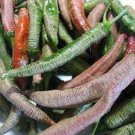 25 Seeds Vezeni Piperki pepper Vegetables Flowers Garden