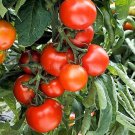 50 Seeds Tamina Tomato Tomatoe Vegetable Edible Canning Flowers Garden