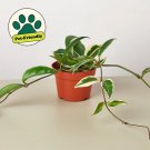 25 Seeds Hoya Carnosa Flowers Garden