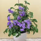 15 Seeds Costa Rican Nightshade house Flowers Garden