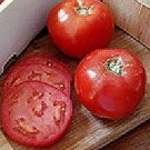 50 Seeds Medford Tomato Tomatoe Vegetable Edible Canning Flowers Garden
