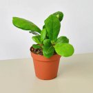 25 Seeds Ficus Lyrata Flowers Garden