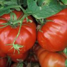 50 Seeds Tidwell German Tomato Tomatoe Vegetable Edible Canning Flowers Garden