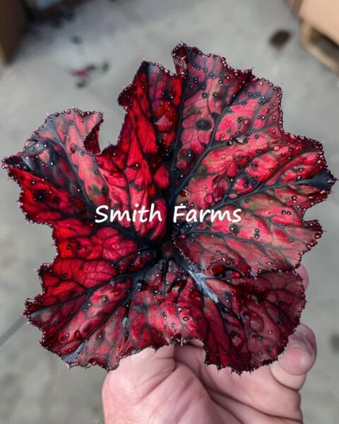 25 Seeds Red Phantom Begonia Flowers Garden