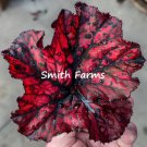25 Seeds Red Phantom Begonia Flowers Garden