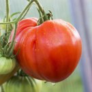 50 Seeds Giant Syrian Tomato Juicy Tomatoe Vegetable Flowers Garden