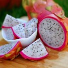 200 Seeds Dragon Fruit Hylocereus Triangularis for Luscious Fruit Flowers Garden