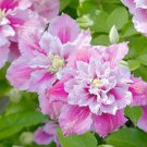25 Seeds Double Pink White Clematis Perennial 89 Flowers Garden