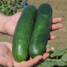 25 Seeds Stonewall Cucumbers Flowers Garden