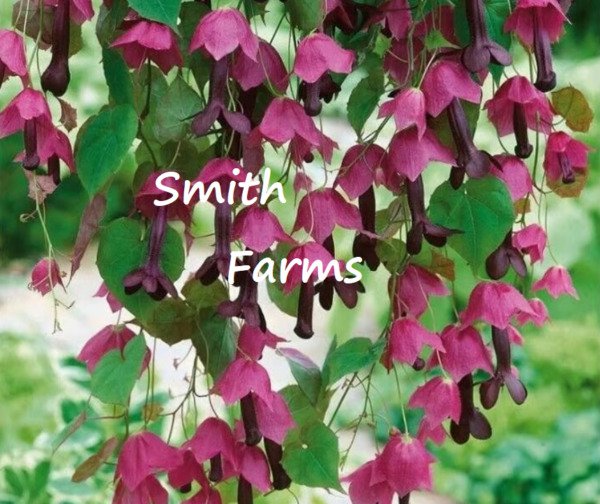 25 Seeds Purple Bell Clematis Weping Hanging Basket Vine Flowers Garden