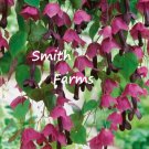 25 Seeds Purple Bell Clematis Weping Hanging Basket Vine Flowers Garden