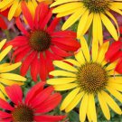 50 Seeds Tomato Mac & Cheese Cone Echinacea Perennial 399 Flowers Garden