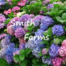 25 Seeds Mixed Hydrangeas Flowers Garden
