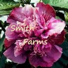 25 Seeds Double Pink Purple Hibiscus Flowers Garden